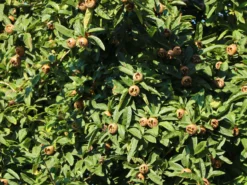 Mispel 'Westerveld' -Deutschland Garten Funk Verkaufs-Shop mispel westerveld m090438 w 3