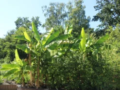 Kochbanane 'Dajiao'