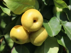 Nashi / Asienbirne / Asiatische Apfelbirne 'An Ben Pear'