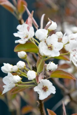 Nashi / Asienbirne / Asiatische Apfelbirne 'An Ben Pear' -Deutschland Garten Funk Verkaufs-Shop nashi asienbirne asiatische apfelbirne an ben pear m090138 w 0