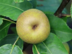 Nashi / Asienbirne / Asiatische Apfelbirne 'Kosui' -Deutschland Garten Funk Verkaufs-Shop nashi asienbirne asiatische apfelbirne kosui m063239 w 2