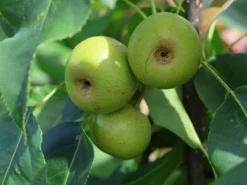 Nashi / Asienbirne / Asiatische Apfelbirne 'Kosui' -Deutschland Garten Funk Verkaufs-Shop nashi asienbirne asiatische apfelbirne kosui m063239 w 3