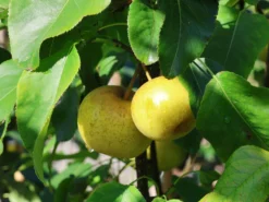 Nashi / Asienbirne / Asiatische Apfelbirne 'Kosui' -Deutschland Garten Funk Verkaufs-Shop nashi asienbirne asiatische apfelbirne kosui m063239 w 4