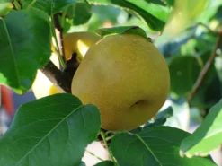 Nashi / Asienbirne / Asiatische Apfelbirne 'Kosui' -Deutschland Garten Funk Verkaufs-Shop nashi asienbirne asiatische apfelbirne kosui m063239 w 5