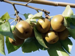 Nashi / Asienbirne / Asiatische Apfelbirne 'Kumoi'