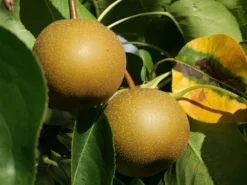 Nashi / Asienbirne / Asiatische Apfelbirne 'Kumoi' -Deutschland Garten Funk Verkaufs-Shop nashi asienbirne asiatische apfelbirne kumoi m069482 w 0