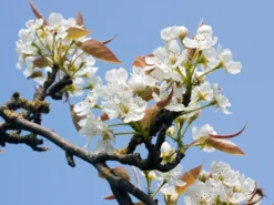 Nashi / Asienbirne / Asiatische Apfelbirne 'Kumoi' -Deutschland Garten Funk Verkaufs-Shop nashi asienbirne asiatische apfelbirne kumoi m069482 w 1