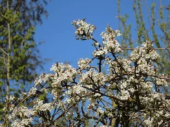 Nashi / Asienbirne / Asiatische Apfelbirne 'Kumoi' -Deutschland Garten Funk Verkaufs-Shop nashi asienbirne asiatische apfelbirne kumoi m069482 w 3