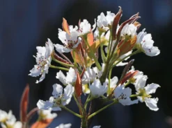 Nashi / Asienbirne / Asiatische Apfelbirne 'Kumoi' -Deutschland Garten Funk Verkaufs-Shop nashi asienbirne asiatische apfelbirne kumoi m069482 w 4