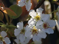 Nashi / Asienbirne / Asiatische Apfelbirne 'Kumoi' -Deutschland Garten Funk Verkaufs-Shop nashi asienbirne asiatische apfelbirne kumoi m069482 w 5