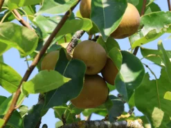 Nashi / Asienbirne / Asiatische Apfelbirne 'Kumoi' -Deutschland Garten Funk Verkaufs-Shop nashi asienbirne asiatische apfelbirne kumoi m069482 w 6