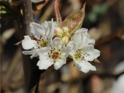 Nashi / Asienbirne / Asiatische Apfelbirne 'Kumoi' -Deutschland Garten Funk Verkaufs-Shop nashi asienbirne asiatische apfelbirne kumoi m069482 w 7