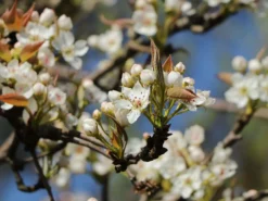 Nashi / Asienbirne / Asiatische Apfelbirne 'Kumoi' -Deutschland Garten Funk Verkaufs-Shop nashi asienbirne asiatische apfelbirne kumoi m069482 w 8