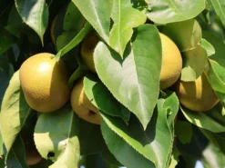 Nashi / Asienbirne / Asiatische Apfelbirne 'Kumoi' -Deutschland Garten Funk Verkaufs-Shop nashi asienbirne asiatische apfelbirne kumoi m069482 w 9