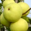 Nashi / Asienbirne / Asiatische Apfelbirne 'Naddel Pear'