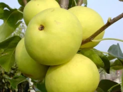 Nashi / Asienbirne / Asiatische Apfelbirne 'Naddel Pear'