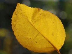 Nashi / Asienbirne / Asiatische Apfelbirne 'Naddel Pear' -Deutschland Garten Funk Verkaufs-Shop nashi asienbirne asiatische apfelbirne naddel pear m090135 w 1