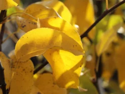 Nashi / Asienbirne / Asiatische Apfelbirne 'Naddel Pear' -Deutschland Garten Funk Verkaufs-Shop nashi asienbirne asiatische apfelbirne naddel pear m090135 w 2