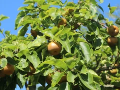 Nashi / Asienbirne / Asiatische Apfelbirne 'Nashi Hayatama'