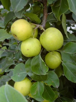 Nashi / Asienbirne / Asiatische Apfelbirne 'Nijisseiki' -Deutschland Garten Funk Verkaufs-Shop nashi asienbirne asiatische apfelbirne nijiseiki m063245 w 1