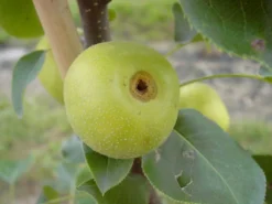 Nashi / Asienbirne / Asiatische Apfelbirne 'Nijisseiki' -Deutschland Garten Funk Verkaufs-Shop nashi asienbirne asiatische apfelbirne nijiseiki m063245 w 2