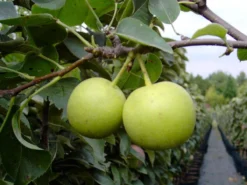 Nashi / Asienbirne / Asiatische Apfelbirne 'Nijisseiki' -Deutschland Garten Funk Verkaufs-Shop nashi asienbirne asiatische apfelbirne nijiseiki m063245 w 3