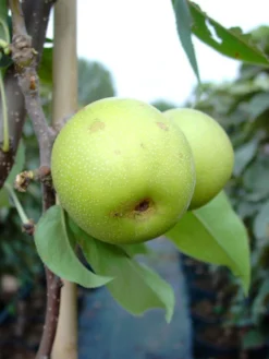 Nashi / Asienbirne / Asiatische Apfelbirne 'Nijisseiki' -Deutschland Garten Funk Verkaufs-Shop nashi asienbirne asiatische apfelbirne nijiseiki m063245 w 4