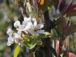 Nashi / Asienbirne / Asiatische Apfelbirne 'Nijisseiki' -Deutschland Garten Funk Verkaufs-Shop nashi asienbirne asiatische apfelbirne nijiseiki m063245 w 7