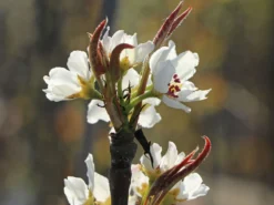 Nashi / Asienbirne / Asiatische Apfelbirne 'Nijisseiki' -Deutschland Garten Funk Verkaufs-Shop nashi asienbirne asiatische apfelbirne nijiseiki m063245 w 8