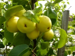 Nashi / Asienbirne / Asiatische Apfelbirne 'Shinseiki'