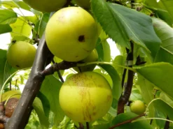 Nashi / Asienbirne / Asiatische Apfelbirne 'Shinseiki' -Deutschland Garten Funk Verkaufs-Shop nashi asienbirne asiatische apfelbirne shinseiki m090128 w 0