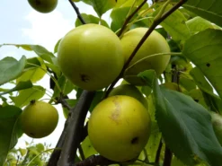 Nashi / Asienbirne / Asiatische Apfelbirne 'Shinseiki' -Deutschland Garten Funk Verkaufs-Shop nashi asienbirne asiatische apfelbirne shinseiki m090128 w 1