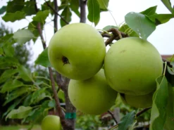 Nashi / Asienbirne / Asiatische Apfelbirne 'Sik Chon Early Pear'