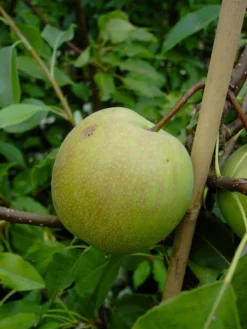 Nashi / Asienbirne / Asiatische Apfelbirne 'Sik Chon Early Pear' -Deutschland Garten Funk Verkaufs-Shop nashi asienbirne asiatische apfelbirne sik chon early pear m090150 w 0