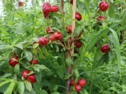 Nektarine 'Crimson Gold' -Deutschland Garten Funk Verkaufs-Shop nektarine crimson gold m010051 w 0