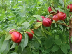 Nektarine 'Crimson Gold' -Deutschland Garten Funk Verkaufs-Shop nektarine crimson gold m010051 w 1