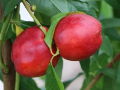 Nektarine 'Crimson Gold' -Deutschland Garten Funk Verkaufs-Shop nektarine crimson gold m010051 w 3