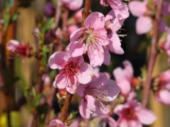 Nektarine 'Crimson Gold' -Deutschland Garten Funk Verkaufs-Shop nektarine crimson gold m010051 w 4