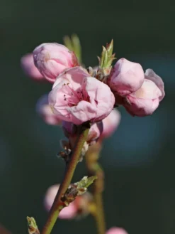 Nektarine 'Fantasia' -Deutschland Garten Funk Verkaufs-Shop nektarine fantasia m010052 w 1