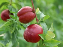 Nektarine 'Fantasia' -Deutschland Garten Funk Verkaufs-Shop nektarine fantasia m010052 w 2