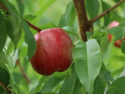 Nektarine 'Fantasia' -Deutschland Garten Funk Verkaufs-Shop nektarine fantasia m010052 w 3