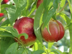 Nektarine 'Fantasia' -Deutschland Garten Funk Verkaufs-Shop nektarine fantasia m010052 w 4