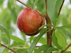 Nektarine 'Nectared' -Deutschland Garten Funk Verkaufs-Shop nektarine nectared m010053 w 0