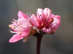 Nektarine 'Nectared' -Deutschland Garten Funk Verkaufs-Shop nektarine nectared m010053 w 1