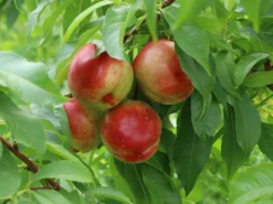 Nektarine 'Nectared' -Deutschland Garten Funk Verkaufs-Shop nektarine nectared m010053 w 2