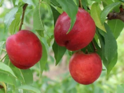 Nektarine 'Nectared' -Deutschland Garten Funk Verkaufs-Shop nektarine nectared m010053 w 3