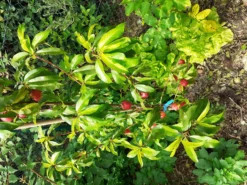 Nektarine 'Nektarose' -Deutschland Garten Funk Verkaufs-Shop nektarine nektarose m008194 944585 1