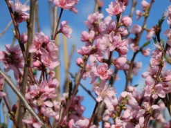 Nektarine 'Nektarose' -Deutschland Garten Funk Verkaufs-Shop nektarine nektarose m008194 w 0