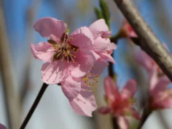 Nektarine 'Nektarose' -Deutschland Garten Funk Verkaufs-Shop nektarine nektarose m008194 w 1