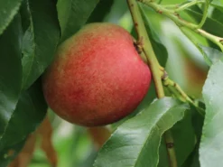 Nektarine 'Nektarose' -Deutschland Garten Funk Verkaufs-Shop nektarine nektarose m008194 w 2